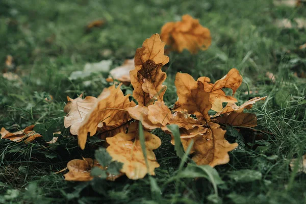 Осіннє Кленове Листя Жолуді Лежать Зеленій Траві — стокове фото