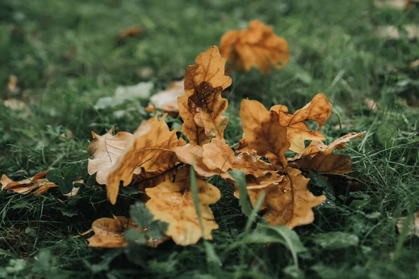 Hojas Arce Otoño Bellotas Encuentran Hierba Verde — Foto de Stock