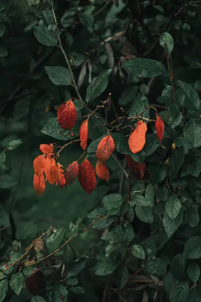 Folhas Vermelhas Verdes Uma Árvore Jardim Outono — Fotografia de Stock