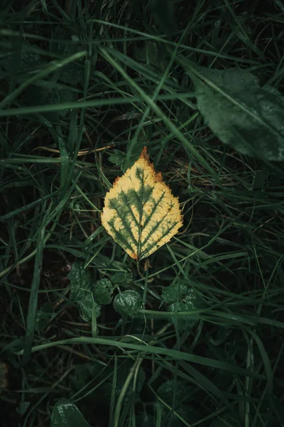 Κίτρινο Φύλλο Φθινοπώρου Βρίσκεται Στο Πράσινο Γρασίδι — Φωτογραφία Αρχείου