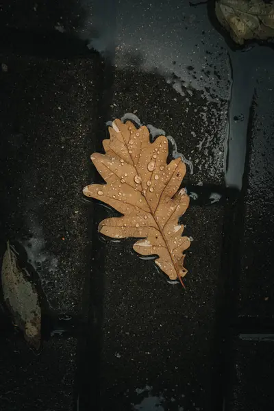 Folha Lxen Amarelo Com Gotas Chuva Encontra Chão Água — Fotografia de Stock