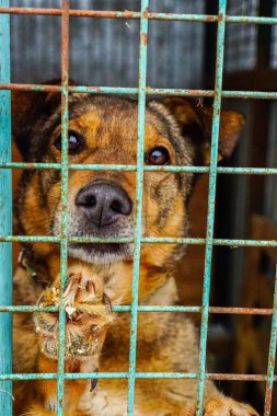 Köpek barınağında kafeste bir köpek. Hüzünlü bak, kuş kafesinde köpek var.