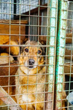 Köpek barınağında kafeste bir köpek. Hüzünlü bak, kuş kafesinde köpek var.