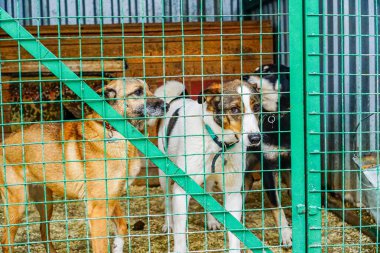 Köpek barınağında kafeste bir köpek. Hüzünlü bak, kuş kafesinde köpek var.