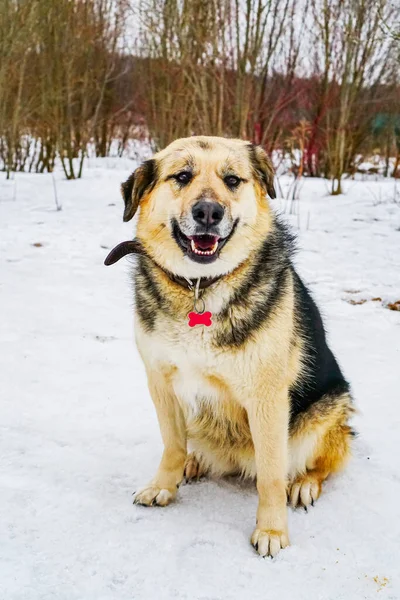Hond Uit Schuilplaats Het Park Winter — Stockfoto