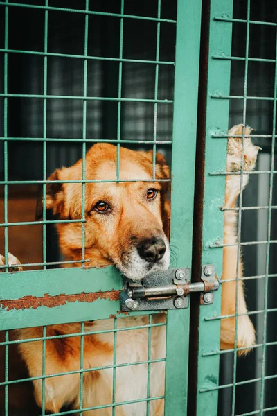 Köpek barınağında kafeste bir köpek. Hüzünlü bak, kuş kafesinde köpek var.