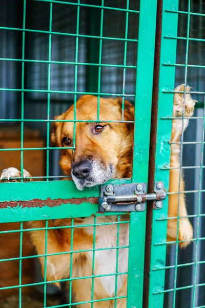 Cão Numa Jaula Num Abrigo Para Cães Triste Yee Olhar — Fotografia de Stock