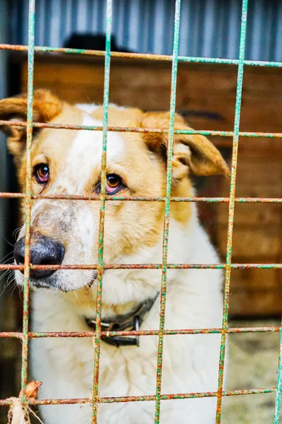 Cão Numa Jaula Num Abrigo Para Cães Triste Yee Olhar — Fotografia de Stock