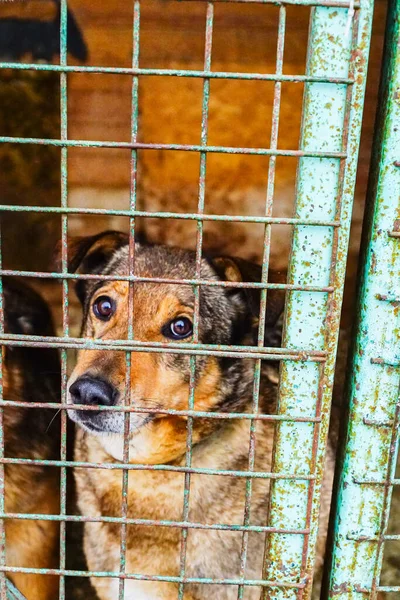 Cão Numa Jaula Num Abrigo Para Cães Triste Yee Olhar — Fotografia de Stock