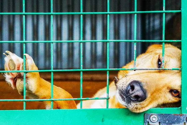 Cão Numa Jaula Num Abrigo Para Cães Triste Yee Olhar — Fotografia de Stock