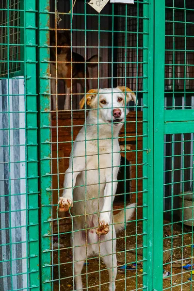 A dog in a cage at a dog shelter. Sad yee look dog in aviary
