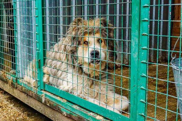 Собака Клетке Собачьего Приюта Печально Смотреть Собаку Вольере — стоковое фото