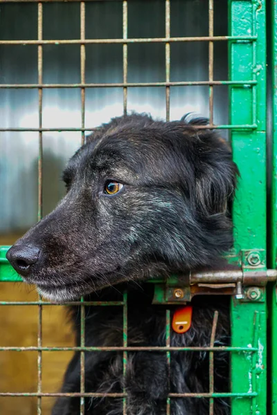 Olhar Triste Cão Abrigo Cão Sem Teto — Fotografia de Stock