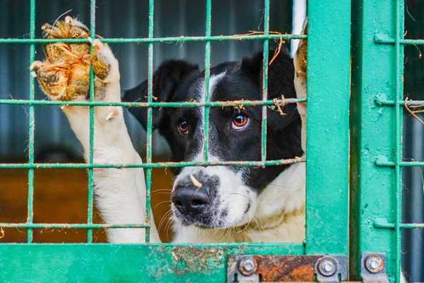 Cão Numa Jaula Num Abrigo Para Cães Triste Yee Olhar — Fotografia de Stock