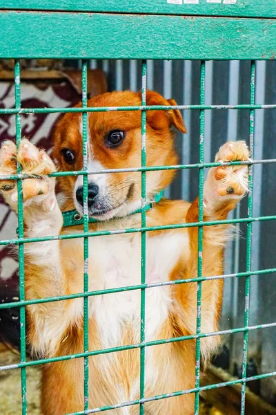 Cão Numa Jaula Num Abrigo Para Cães Triste Yee Olhar — Fotografia de Stock