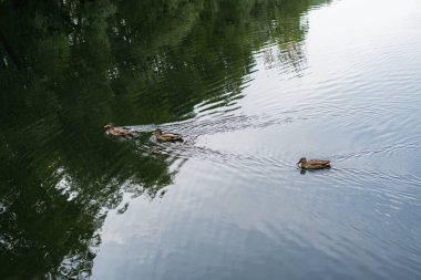 Ördekler göletin yüzeyinde yüzerler.