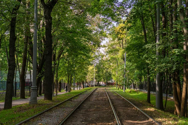 Straßenbahngleise Wald — Stockfoto
