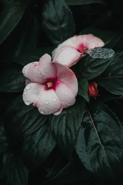 Flor Cataranto Con Gotas Lluvia Parque —  Fotos de Stock