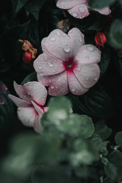 Flor Catharanthus Com Gotas Chuva Parque — Fotografia de Stock