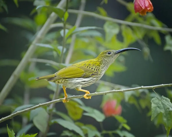 Streaked spiderhunter bird at tropical jungle at nature cooling place