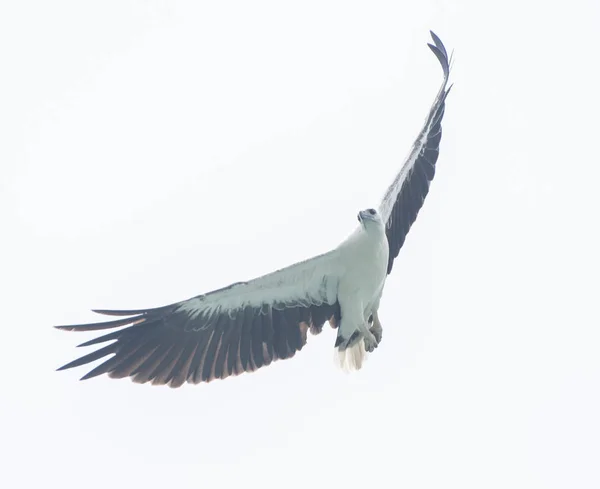 白い腹海ワシ飛行 — ストック写真