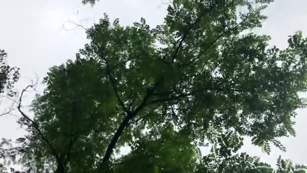 A bottom view of the trees in the deciduous forest and the rotation of the operator around its axis. 4K. The effect of rotation. — Stock Footage A bottom view of the trees in the deciduous forest and the rotation of the operator around its axis. 4K. The effect of rotation. Royalty Free Stock Video