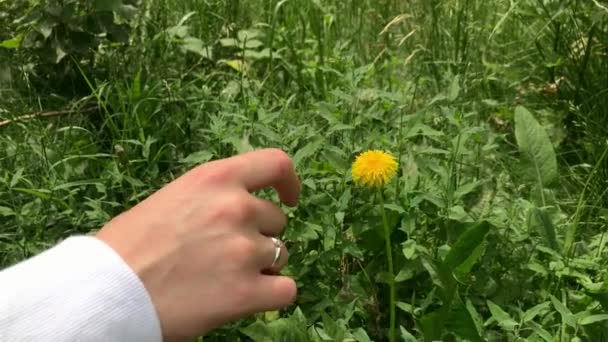 Close-up. 4K. Female hand touches a yellow flower. A woman gently touches a beautiful yellow flower with her finger. Harvesting wildflowers on a summer day. — Stock Video