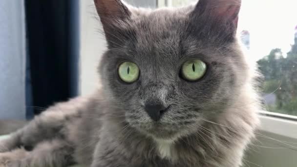 아름다운 회색짧은 털을 가진 고양이의 근접 사진입니다. 이 고양이는 놀랍도록 선명 한 녹색 눈으로 카메라를 보며 관심을 가지고 머리를 치켜들고 있습니다. 고양이는 창문 옆에 누워 있다. 예쁜데 — 비디오