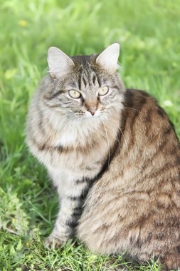 Kızgın siberian kedi portresi. Yakın çekim