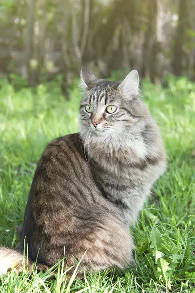 Yeşil çimenlerin üzerine oturmuş bir uzun saçlı siberian kedi