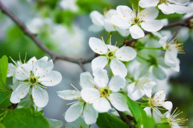 Bahar bahçe kiraz Şubesi çiçeklenme