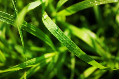Taze yeşil çimen çiy ile bırakır. Su çim üzerinde sonra yağmur damlaları. Yakın çekim