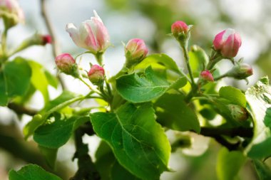 Pembe çiçekler bahar bahçe çiçek açan elma ağacı