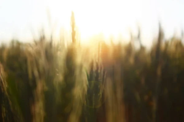 Rijpe Spikelets Van Rogge Zonnestralen Onscherpe Achtergrond — Stockfoto