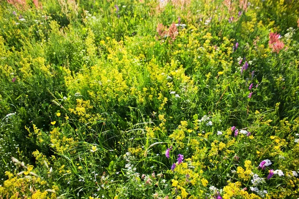 Colorful Blooming Flowers Summer Sunny Meadow Nature Background — Stock Photo, Image