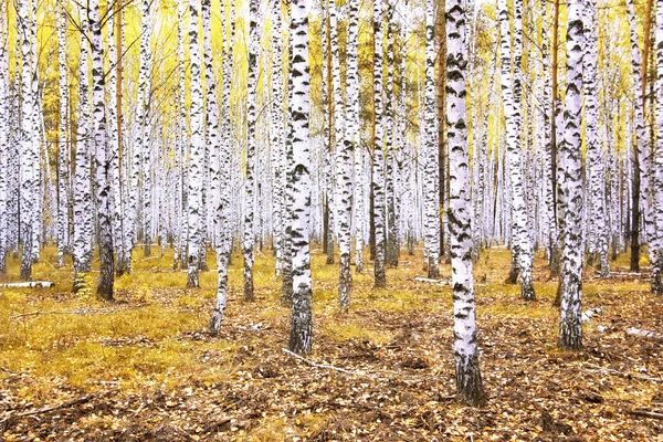 Forest Autumn Landscape Beautiful White Birches — Stock Photo, Image