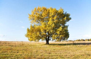 Eski meşe ağacının açık mavi gökyüzü karşı bir alanda