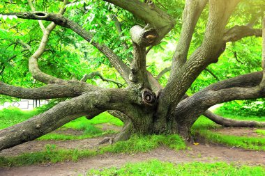 Juglans mandshurica, Mançurya ceviz ağacı. Tsytsin ana Moskova Botanik Bahçesi bilim