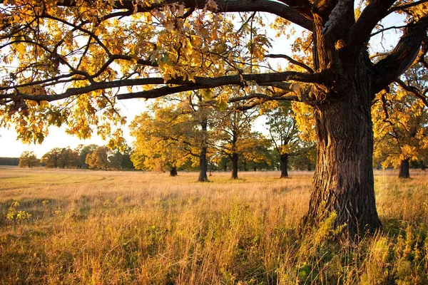Oak Grove sonbaharda büyük eski meşe