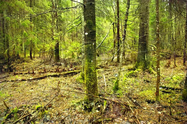 Dichte Vuren Bos Lente Landschap Met Sparren — Stockfoto