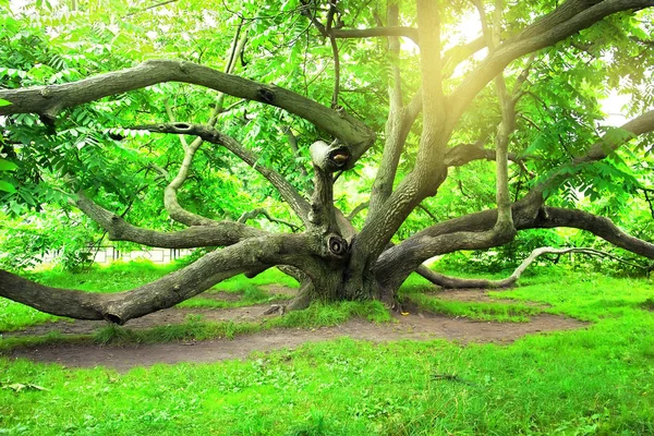 Juglans mandshurica, the Manchurian walnut tree. The Tsytsin Main Moscow Botanical Garden of Academy of Sciences