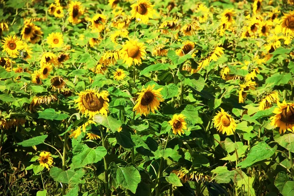 Helianthus annuus, ortak ayçiçeği. Ayçiçeği alan. Doğa arka plan