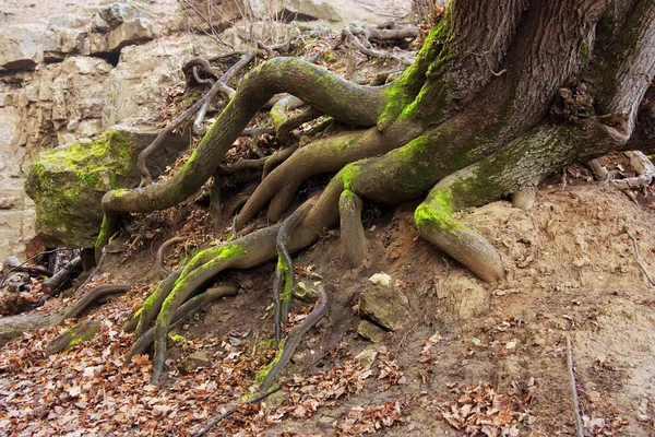 Roots Big Old Tree Mountain Forest Close — Stock Photo, Image