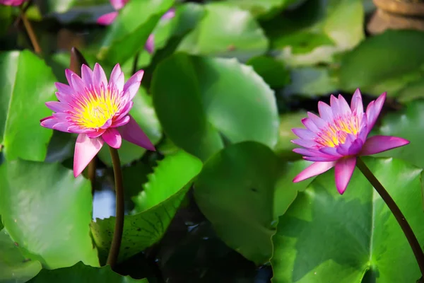 Lotus Blom Nymphaea Caerulea — Stockfoto
