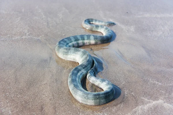 Gaga Ağızlı Deniz Yılanı Enhydrina Schistosa Kum Üzerinde — Stok fotoğraf