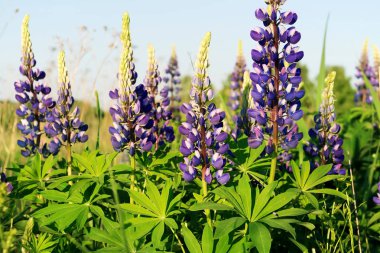 Lupinus (lupin veya lupine) mavi gökyüzü karşı. Yaz çayır çiçek