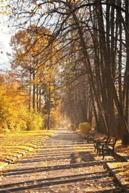 Düşen sarı yapraklar sabah Sonbahar Park yolu. Güzel sonbahar manzara