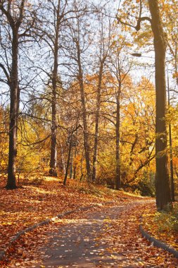 Düşen sarı yapraklar akşam Sonbahar Park yolu. Güzel sonbahar manzara