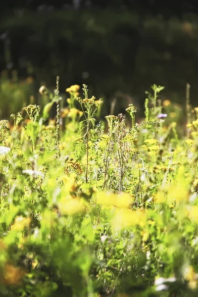 Zomer Bloeiende Weide Gele Bloemen Van Gemeenschappelijke Boerenwormkruid — Stockfoto