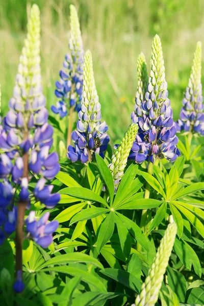 Lupin Veya Lupine Lupinus Bloom Çiçek Arka Plan — Stok fotoğraf